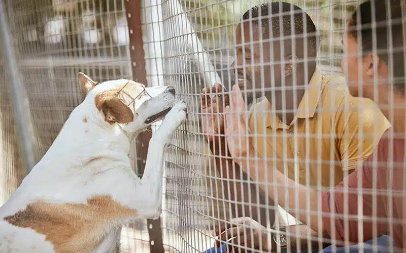 Dog Day Adoption Event